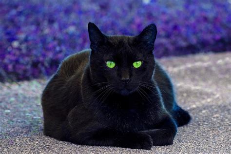 Robert Funk - Black Cat. Green Eyes | Widewalls