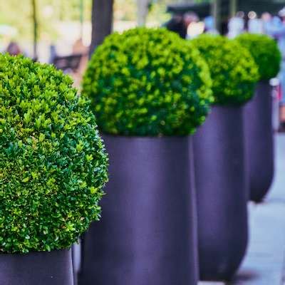 14 Evergreen Shrubs for Pots in the Shade - Garden Made Simple