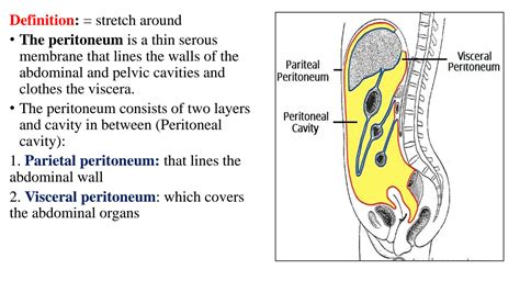 Peritoneum Anatomy Animation