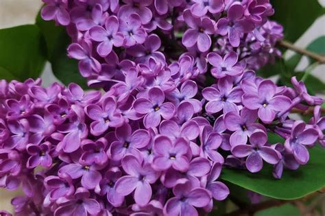 Lilacs: Plant and Flower Varieties, How To Grow and Care | Florgeous