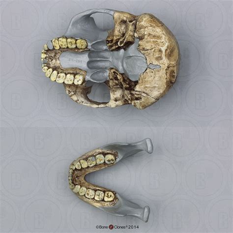 DNH 7 Australopithecus (Paranthropus) robustus - Bone Clones, Inc ...