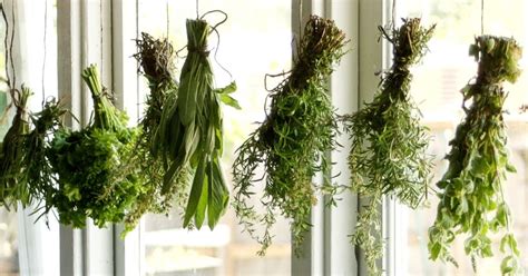 Methods Of Drying Herbs Naturally