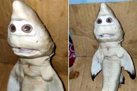 Bizarre mutant fish with a ‘HUMAN FACE’ dubbed the real-life baby shark | The Neo Life