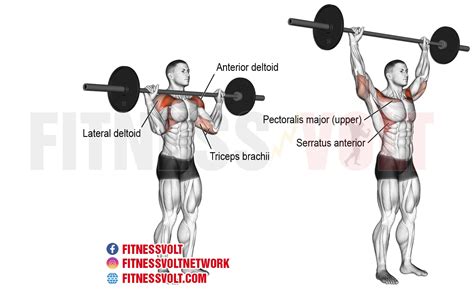 Overhead Press Muscles Used