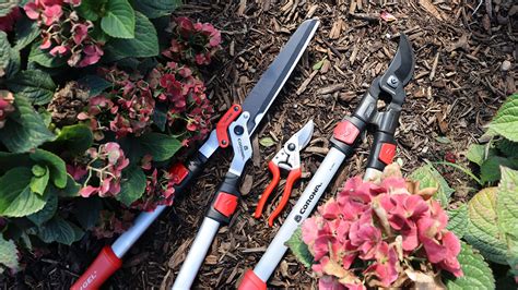 How To Prune Roses: Easy 5-Step Guide