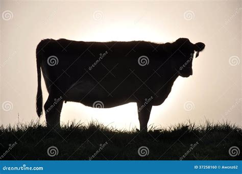 Silhouette of Jersey cow stock photo. Image of livestock - 37258160