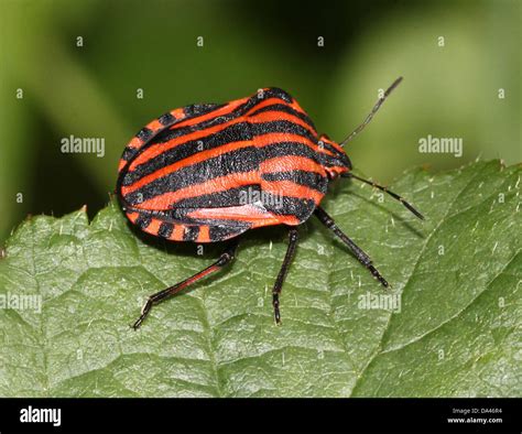 Detailed macro image of the red and black Italian Striped Beetle or ...