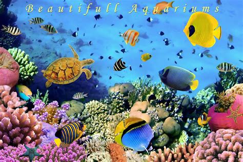 🔥 [0+] Live Aquarium Wallpapers | WallpaperSafari