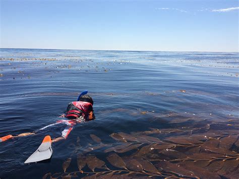 La Jolla Cove Kayaking, San Diego | Day Trips L.A.