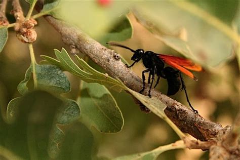 Tarantula Hawk Wasp Control