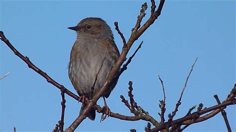 Dunnock Song - YouTube