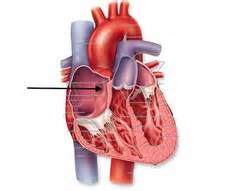 Heart Anatomy Quiz With Answers