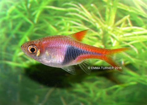 Harlequin Rasbora - Fishkeeper