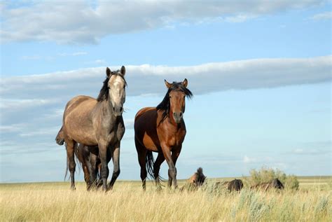 Bronze Age Mystery Surprise: Milk Enabled Massive Steppe Migration