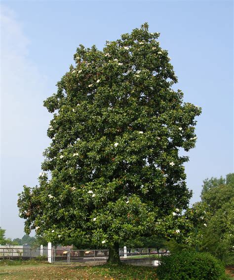 Magnolia Trees for Sale | FastGrowingTrees.com