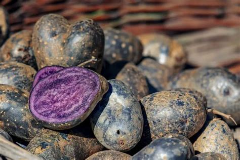 Are Black Potatoes Safe To Eat? - Emozzy