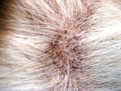 Curing Dog Skin Disease