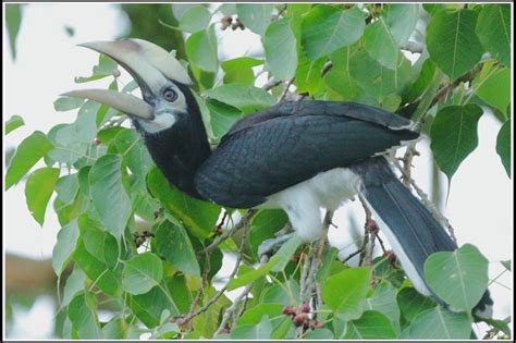 Oriental Pied Hornbill | BirdForum