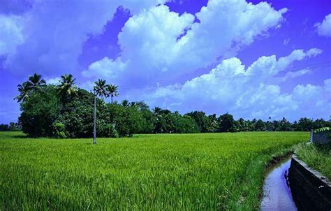 Kuttanad - Rice Bowl of Kerala - Alleppey Houseboats