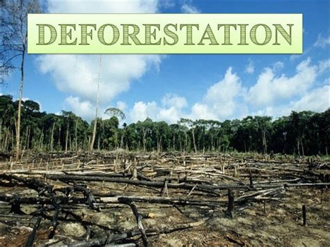 Deforestation Solutions