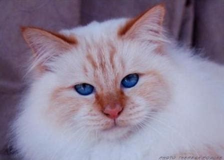 Birman Cats - Breed Profile and Facts