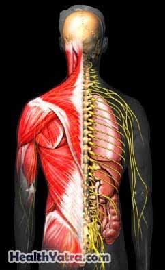 Mitochondrial Myopathy Definition, Causes, Symptoms, Complications and ...