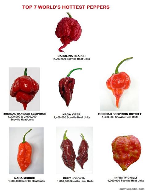 How To Grow Peppers Indoors | Survivopedia