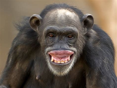 Chimp Teeth Stock Photos, Pictures & Royalty-Free Images - iStock