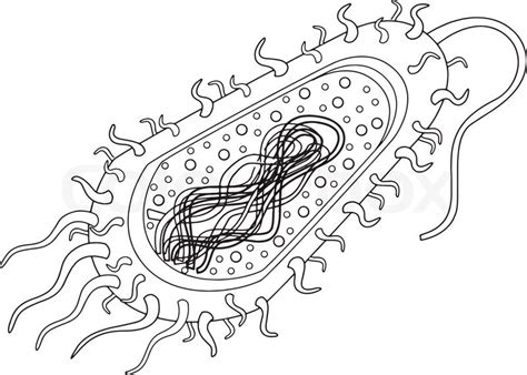 Illustration of a bacteria cell | Stock vector | Colourbox