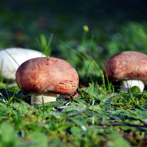 Agaricus blazei Mushroom Extract - Pure, Organic and High-quality.