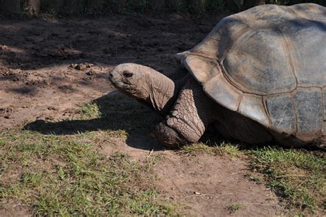 giant tortoise | Aldabra Tortoise | Reptile Gardens