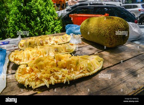 Leaf jackfruit tree artocarpus heterophyllus hi-res stock photography ...