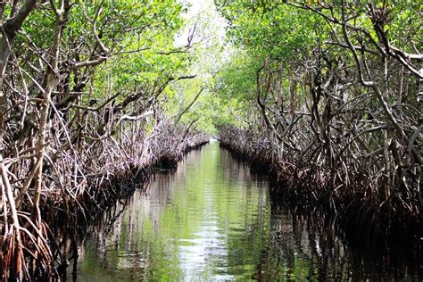 Fungsi Ekonomi Hutan Mangrove Adalah - Homecare24