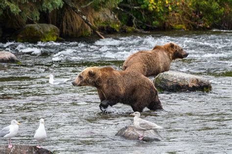 Brown Bears Fishing for Salmon in the Brooks River, Katmai National ...