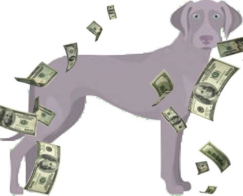 Weimardoodle Puppy Price. How Much You Should Pay