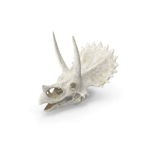 Triceratops Skull PNG Images & PSDs for Download | PixelSquid - S11329790A