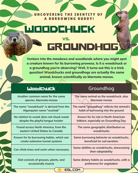 Woodchuck vs. Groundhog: What is the Difference? • 7ESL