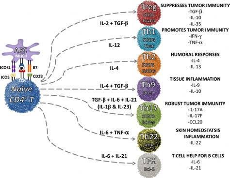 Differentiation of helper T cell subsets from naïve CD4⁺ T cells... | Download Scientific Diagram