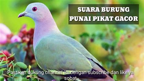 Suara burung punai hutan gacor - YouTube