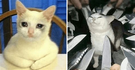 Cursed & Crying Cat Pics That Prove They're More Than Just Cute ...