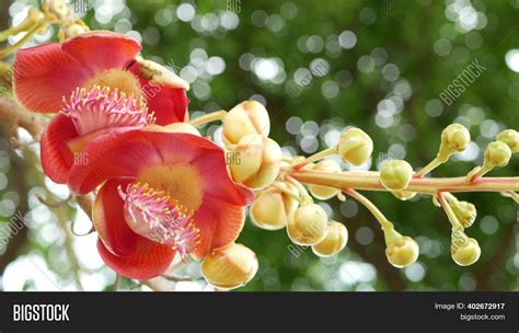 Exotic Flowers Tree. Image & Photo (Free Trial) | Bigstock