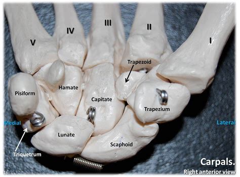 Carpals, anterior view with labels - Appendicular Skeleton Visual Atlas, page 16 | Human anatomy ...