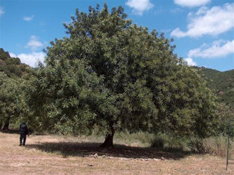 El Algarrobo, un árbol con muchos usos | Arboles, Plantas jardin ...