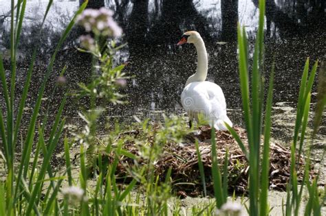 Swan lake stock photo. Image of zwaan, cygne, natuur - 58699548