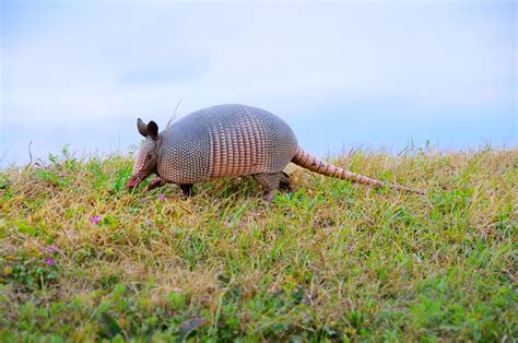 10 Facts About Armadillos