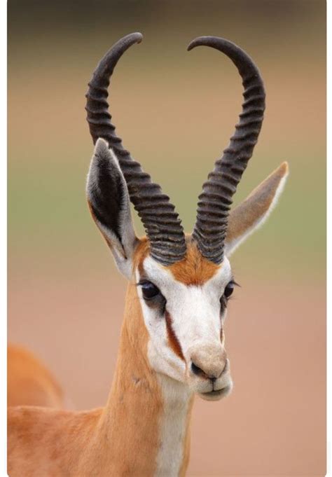 Beautiful springbok antelope with long lyre shaped horns. | Animals ...