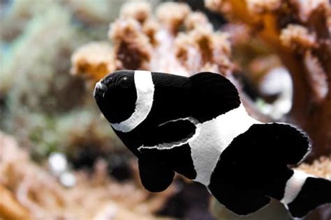 What Are Five Interesting Facts About Clownfish - Unique Fish Photo