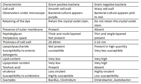 Difference between Gram-Positive Bacteria and Gram-Negative Bacteria - javatpoint