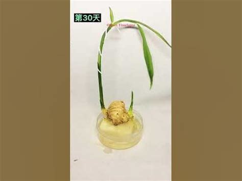 Growing Ginger Time Lapse. #shorts #plants #timelapse @Boxlapse @AmazingTubeTimeLapse - YouTube