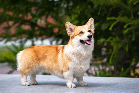 15 Corgi Mixed Breeds: Greatest Corgi Mixes (with Pictures) | Hepper